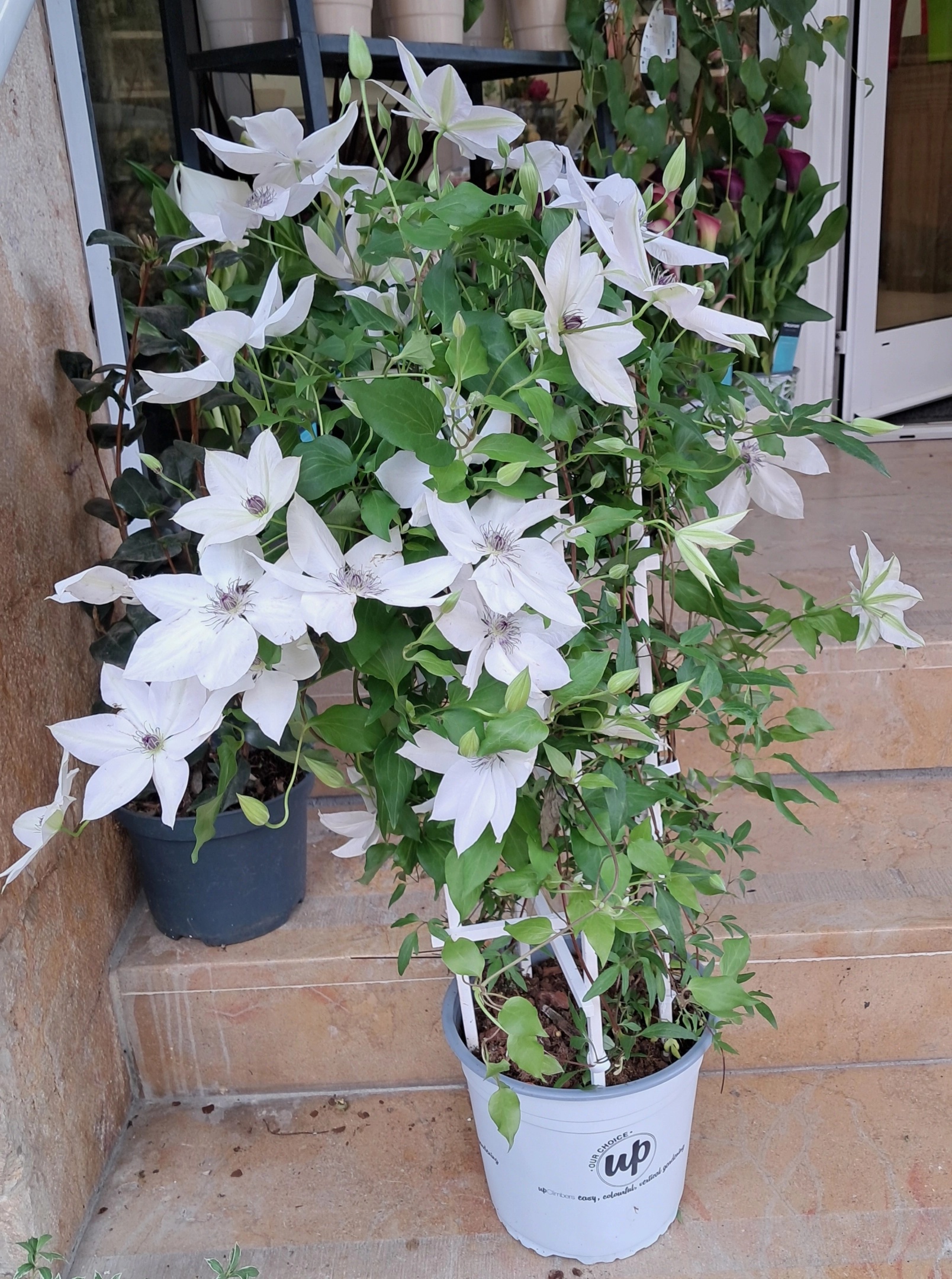 plantes fête des mères